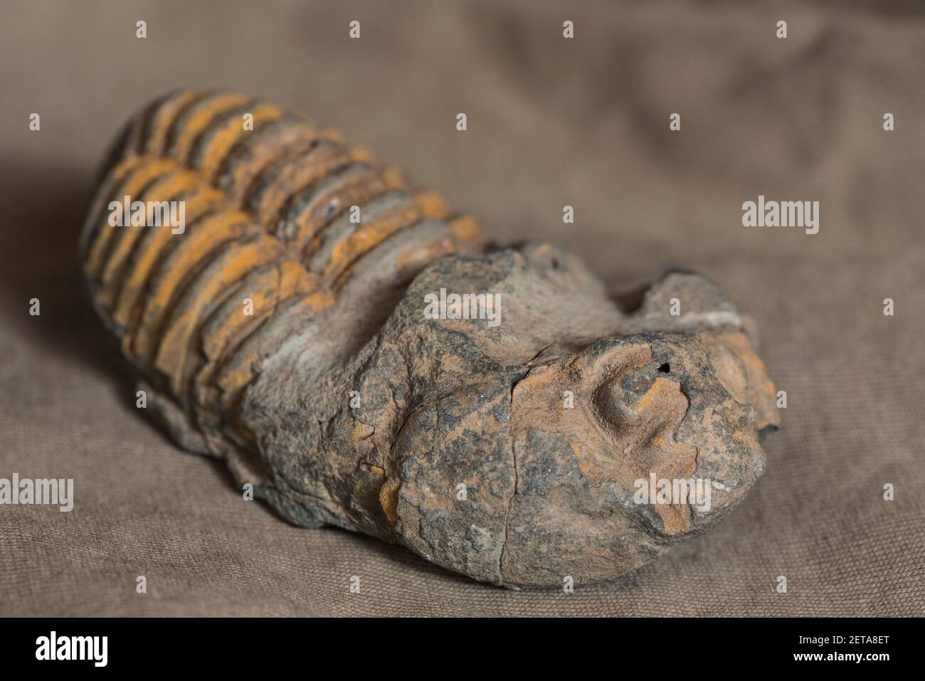 Fossil - ein Devon-Tribolit aus Marokko Stockfoto