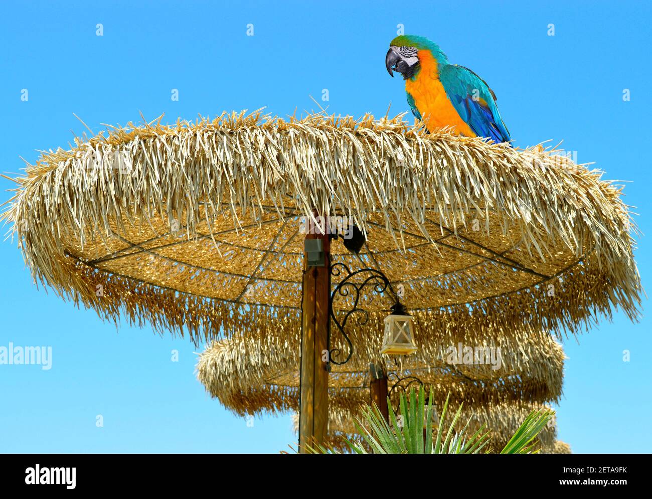 Papagei Griechisch Stockfotos und -bilder Kaufen - Alamy
