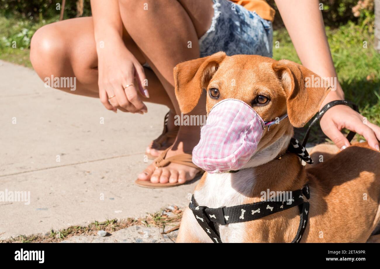 Nahaufnahme eines halbbrüten braunen Hundes im Freien trägt ein Handgemachte Maske Stockfoto