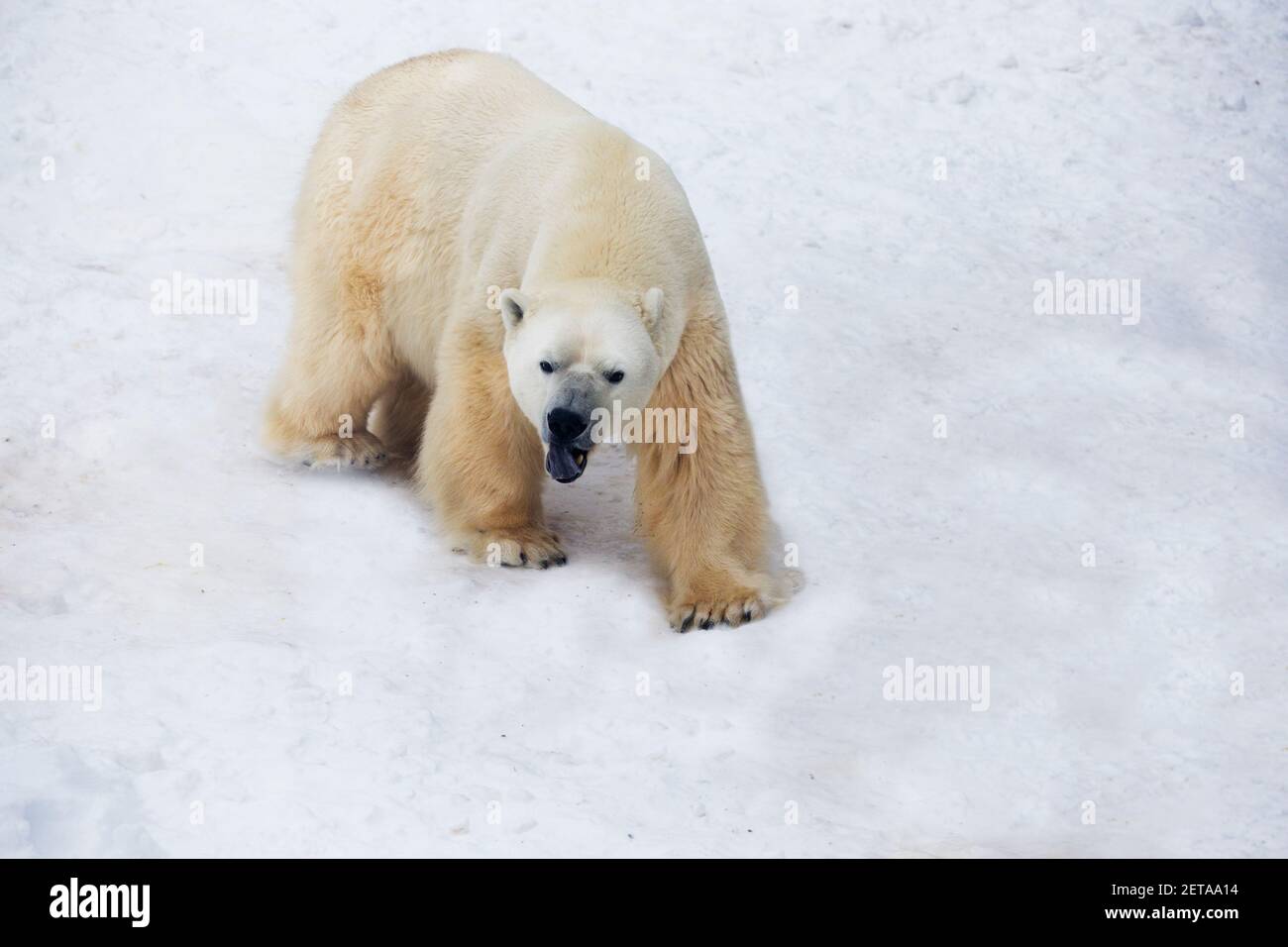 Eisbär (Ursus maritimus) schwimmend Stockfoto