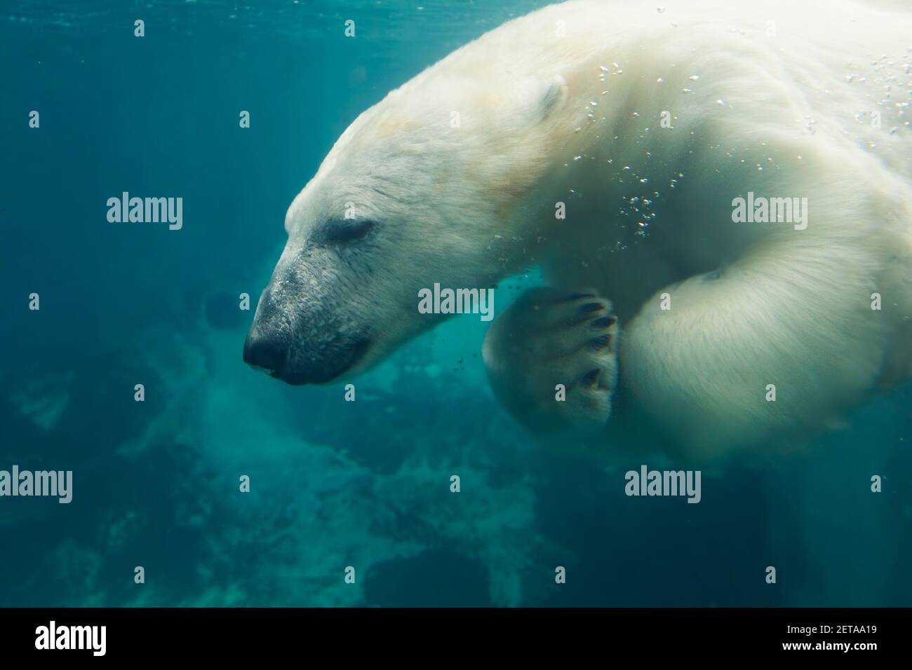 Eisbär (Ursus maritimus) schwimmend Stockfoto