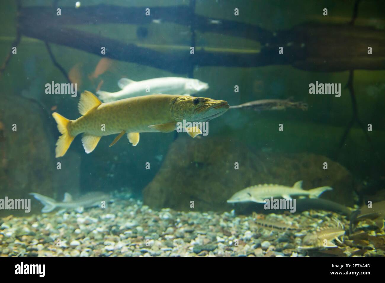 Die Muskellunge (Esox masquinongy) unter Wasser Stockfoto