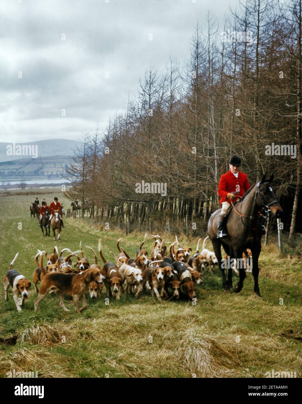 1970S MEISTER DER FÜCHSE IN ROTER JACKE AUF REITLEITER DAS HUNDEPAKET IM HERBST LANDSCHAFT CUB HUNTNG - KF8880 PHT001 HARS ABENTEUER FREIZEIT HUNDE CUB ERHOLUNG MASTER BERUFE POOCH FLUCHT STILVOLLE FOX-JAGD FUCHS JAGD FOXHOUNDS HUNDE KOOPERATION FÜHRT SÄUGETIER KAUKASISCHEN ETHNIZITÄT ALTMODISCH Stockfoto