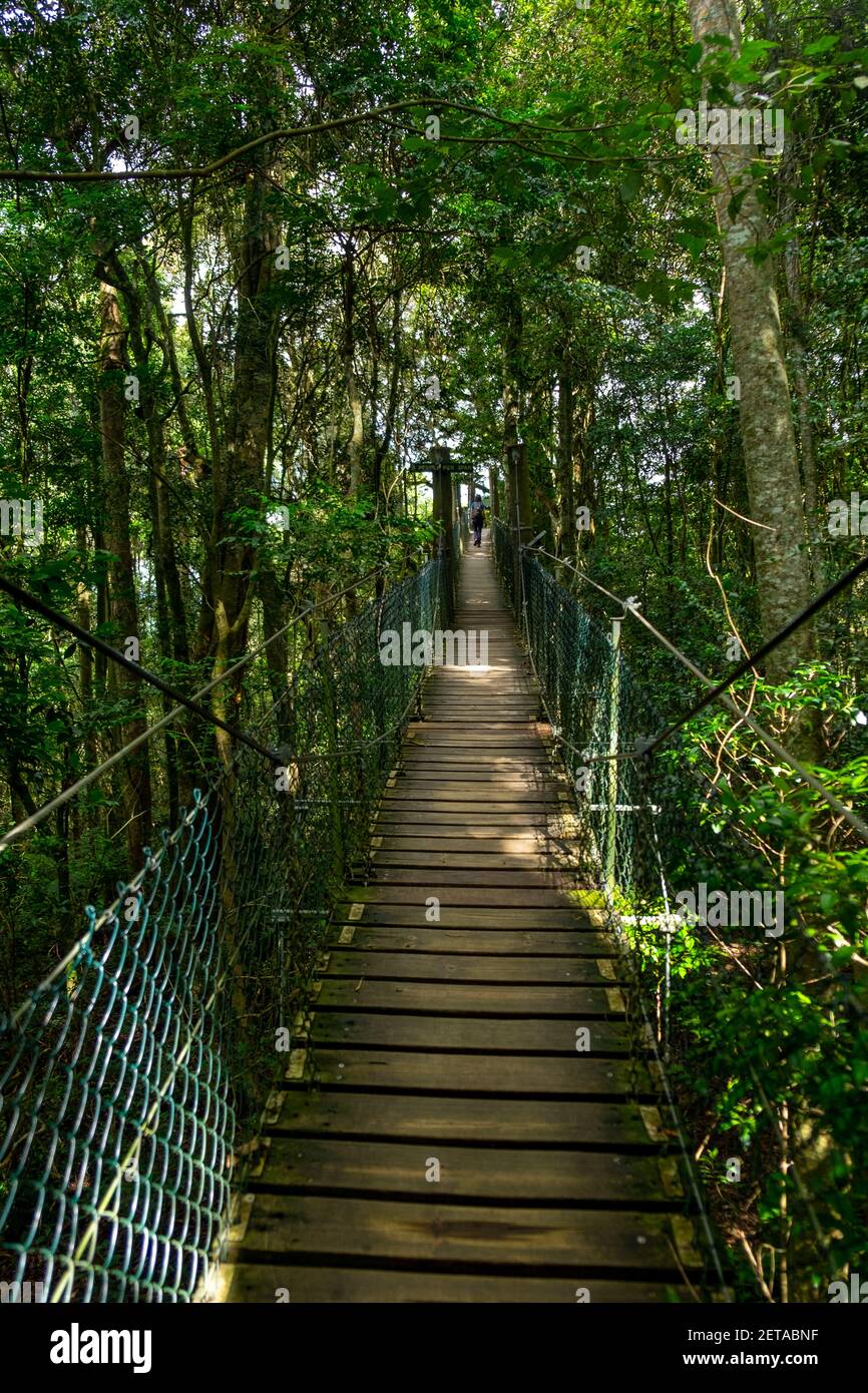 Tree Walk, O'Reilly's, QLD, Australien Stockfoto