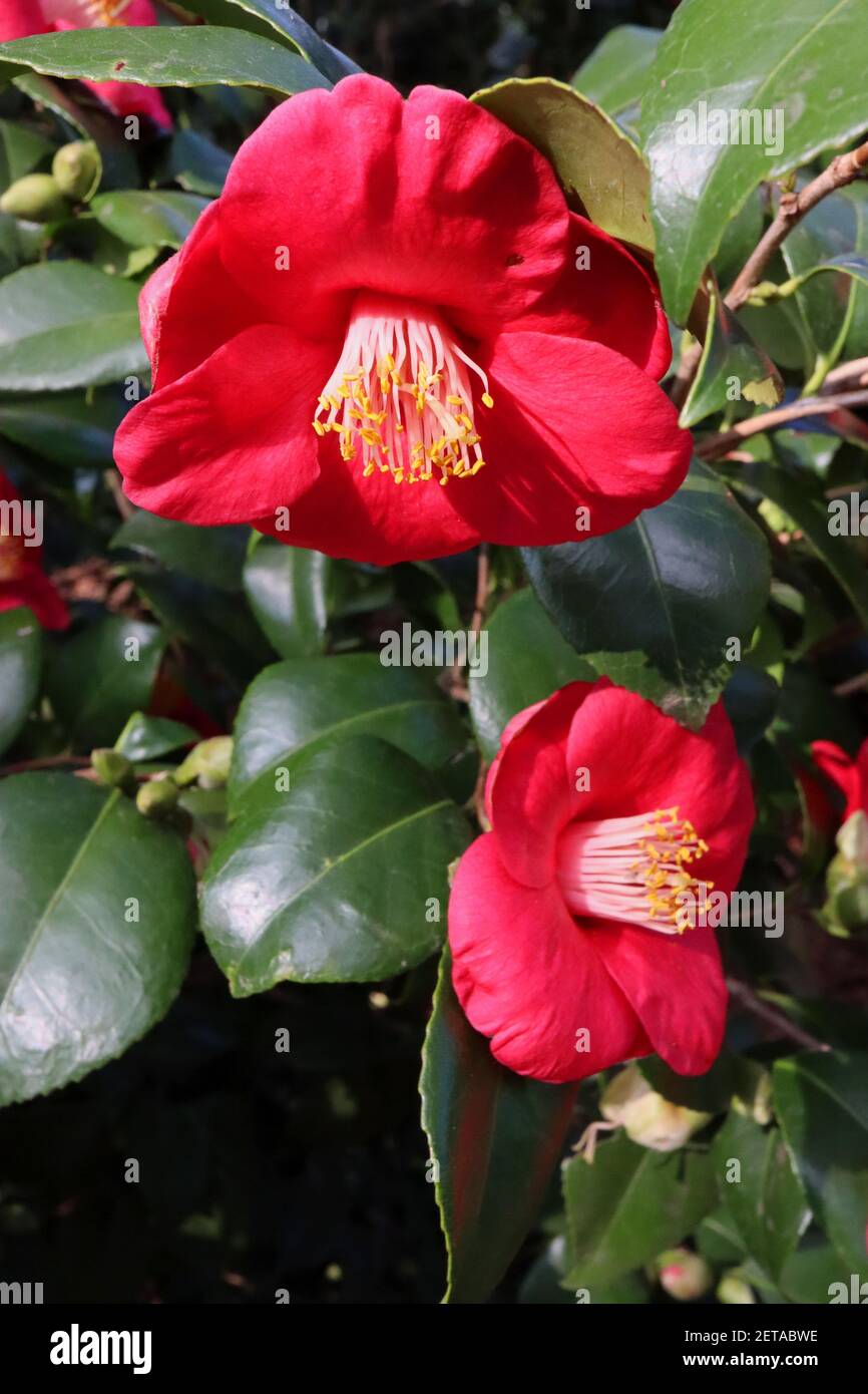 Camellia japonica ‘Adolphe Audusson’ Camellia Adolphe Audusson – tiefrote Blüten mit hervorstehenden Staubfäden, März, England, Großbritannien Stockfoto