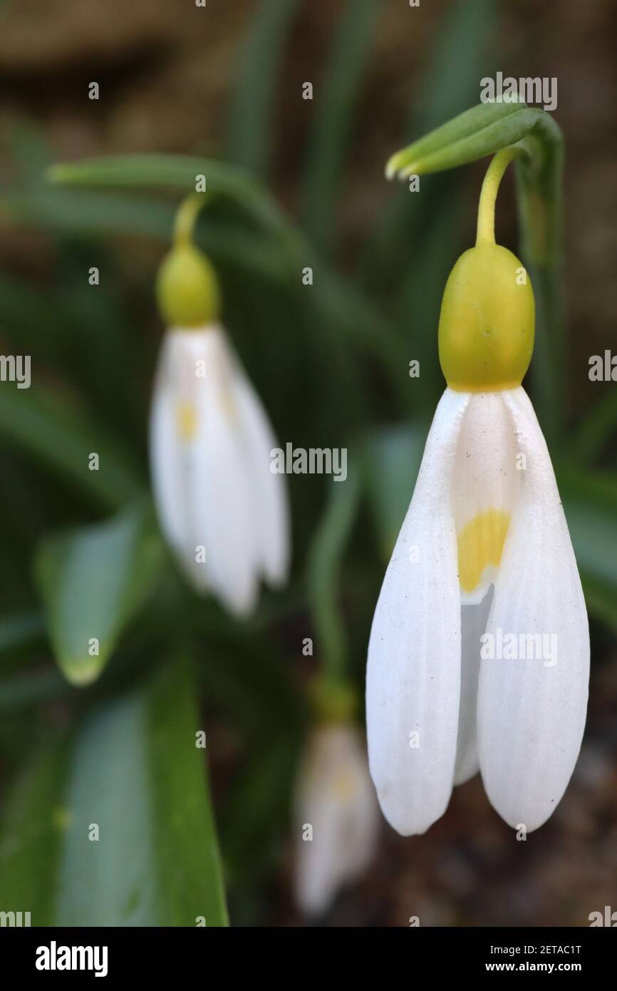 Galanthus Plicatus Madelaine Stockfotos und bilder Kaufen Alamy