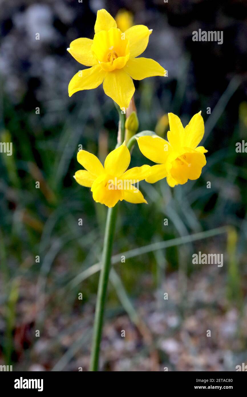 Narcissus jonquilla ‘Baby Boomer’ Division 7 jonquilla Daffodils Rush Daffodil Baby Boomer – kleine duftende gelbe Narzisse, März, England, Großbritannien Stockfoto