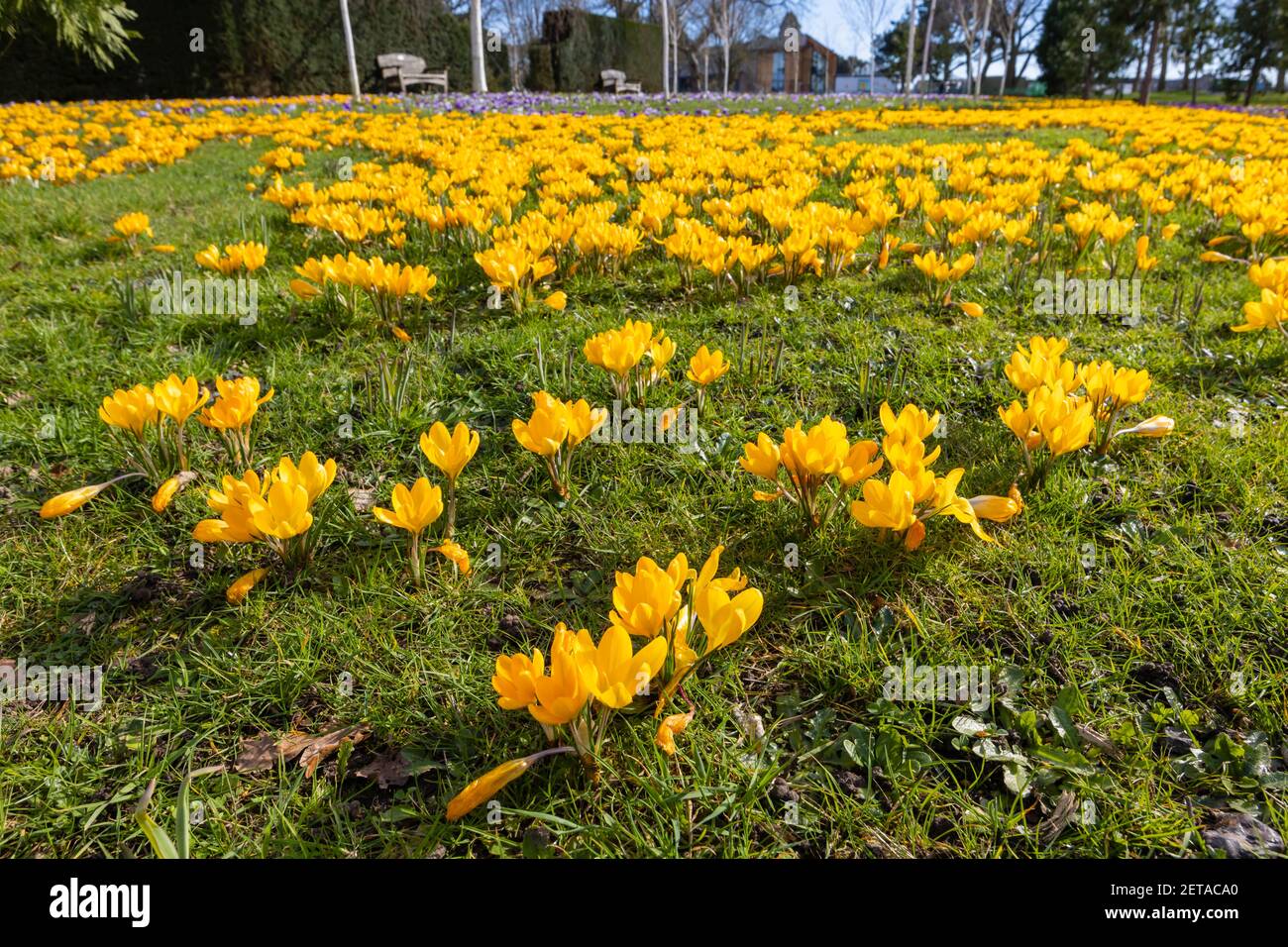 Gelbe Krokus x luteus 'Golden Yellow' Krokusse in Blüte en Masse an einem sonnigen Tag im RHS Garden, Wisley, Surrey, Südostengland im Winter Stockfoto