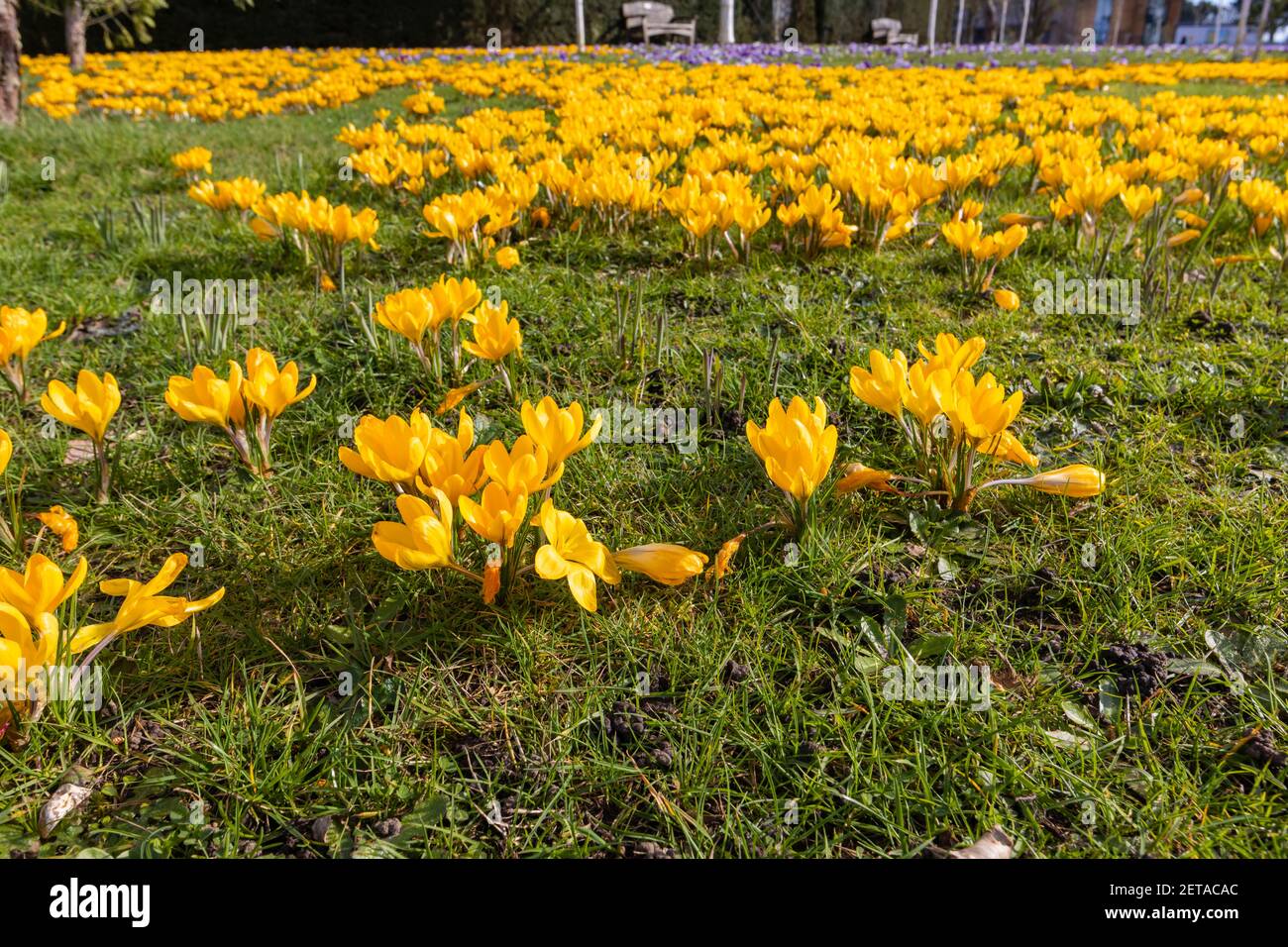 Gelbe Krokus x luteus 'Golden Yellow' Krokusse in Blüte en Masse an einem sonnigen Tag im RHS Garden, Wisley, Surrey, Südostengland im Winter Stockfoto