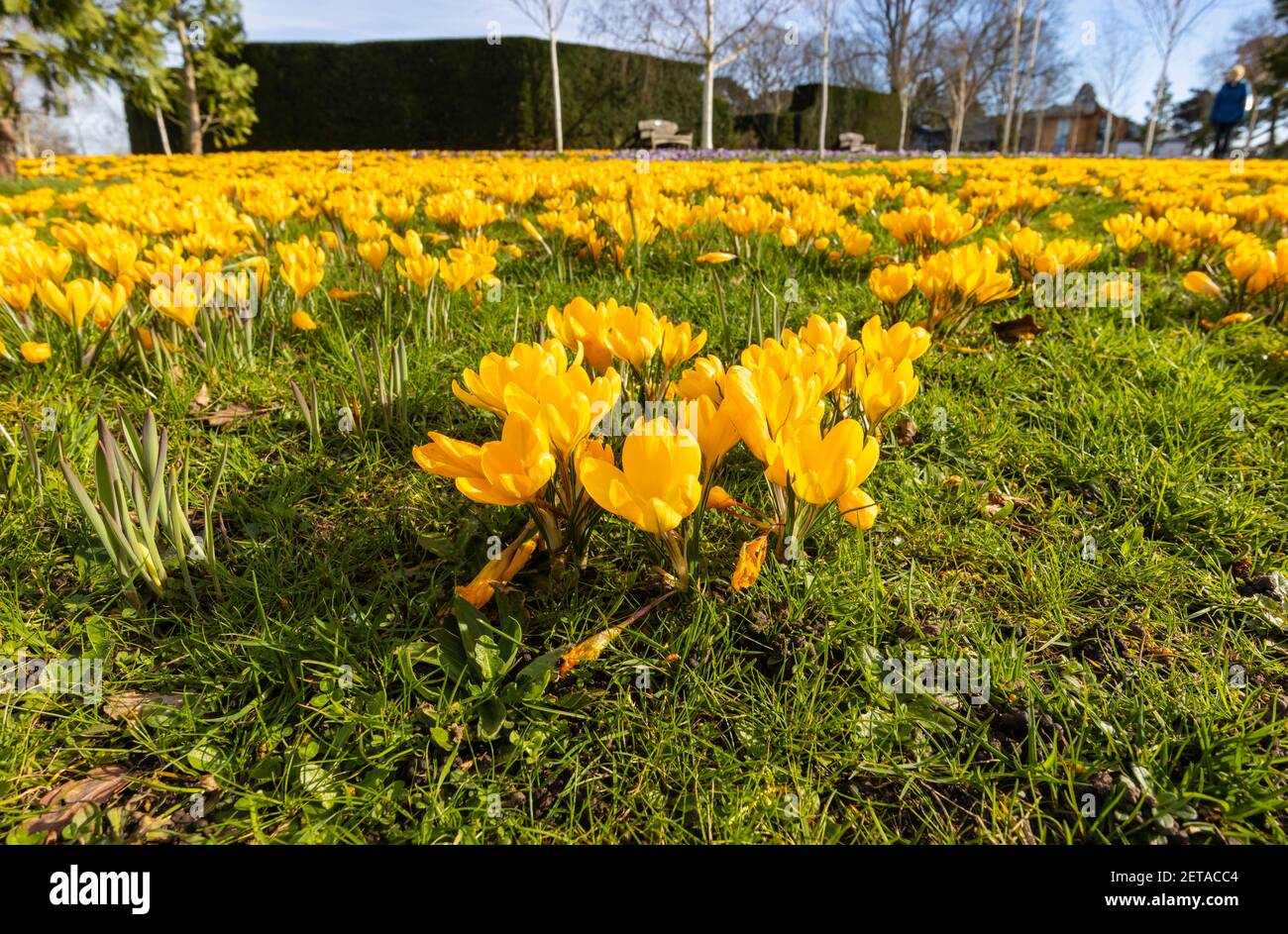 Gelbe Krokus x luteus 'Golden Yellow' Krokusse in Blüte en Masse an einem sonnigen Tag im RHS Garden, Wisley, Surrey, Südostengland im Winter Stockfoto