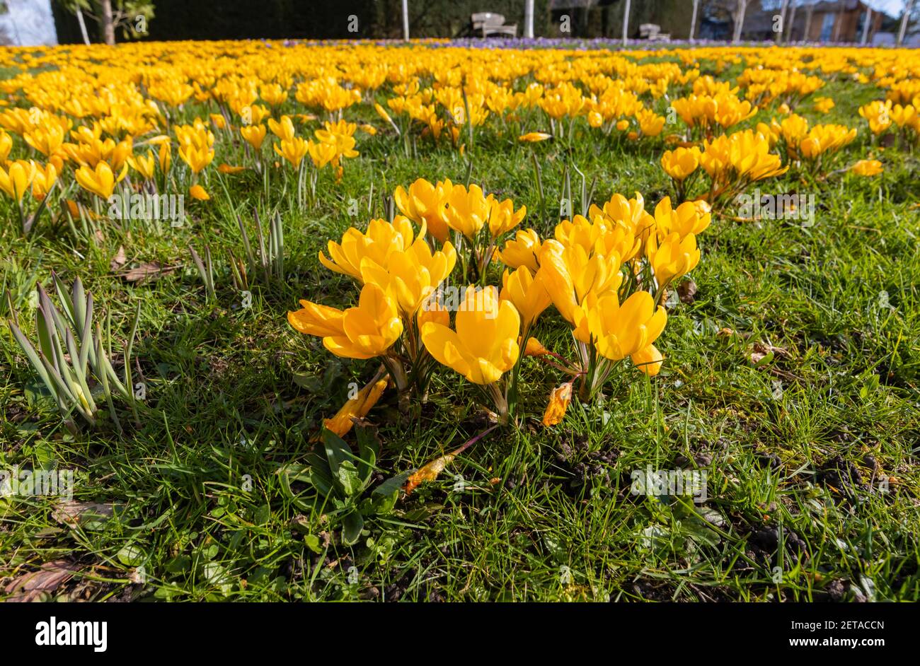 Gelbe Krokus x luteus 'Golden Yellow' Krokusse in Blüte en Masse an einem sonnigen Tag im RHS Garden, Wisley, Surrey, Südostengland im Winter Stockfoto