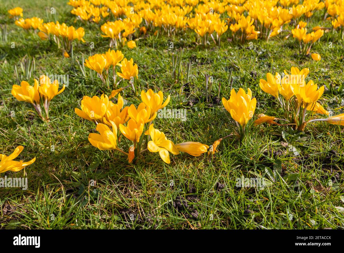 Gelbe Krokus x luteus 'Golden Yellow' Krokusse in Blüte en Masse an einem sonnigen Tag im RHS Garden, Wisley, Surrey, Südostengland im Winter Stockfoto