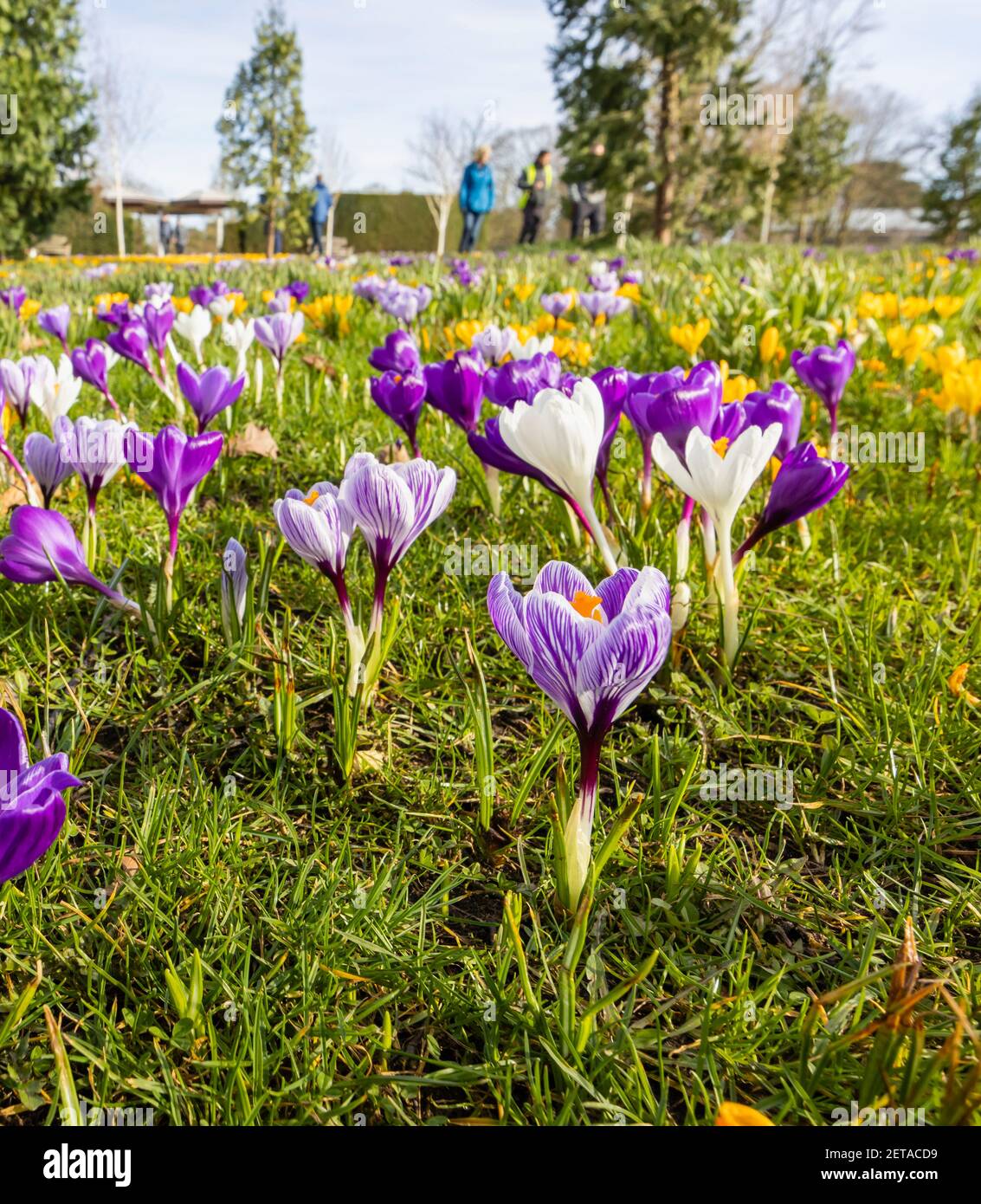 Gemischte violette und gelbe Krokusse in Blüte an einem sonnigen Tag im RHS Garden, Wisley, Surrey, Südostengland im Winter Stockfoto