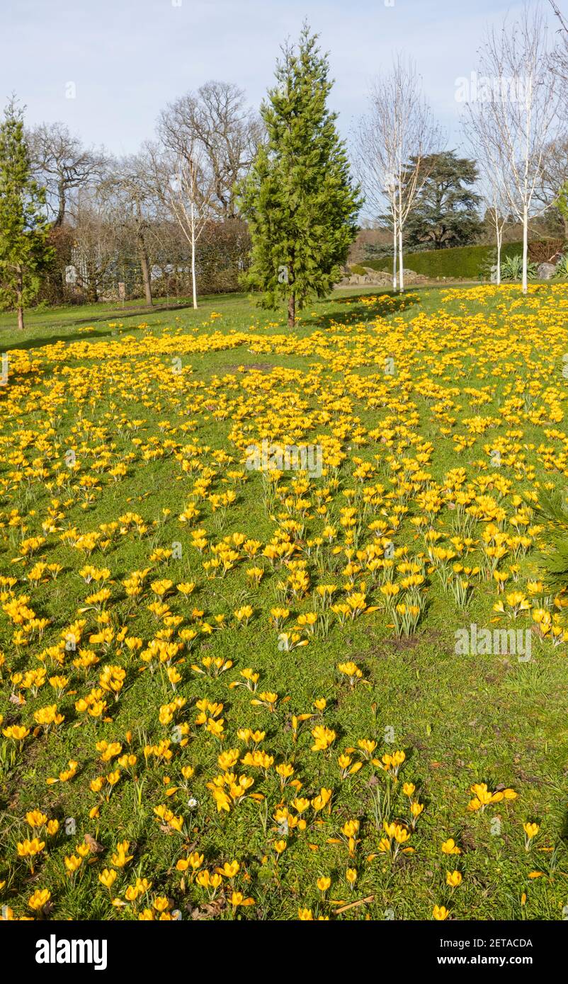 Gelbe Krokus x luteus 'Golden Yellow' Krokusse in Blüte en Masse an einem sonnigen Tag im RHS Garden, Wisley, Surrey, Südostengland im Winter Stockfoto