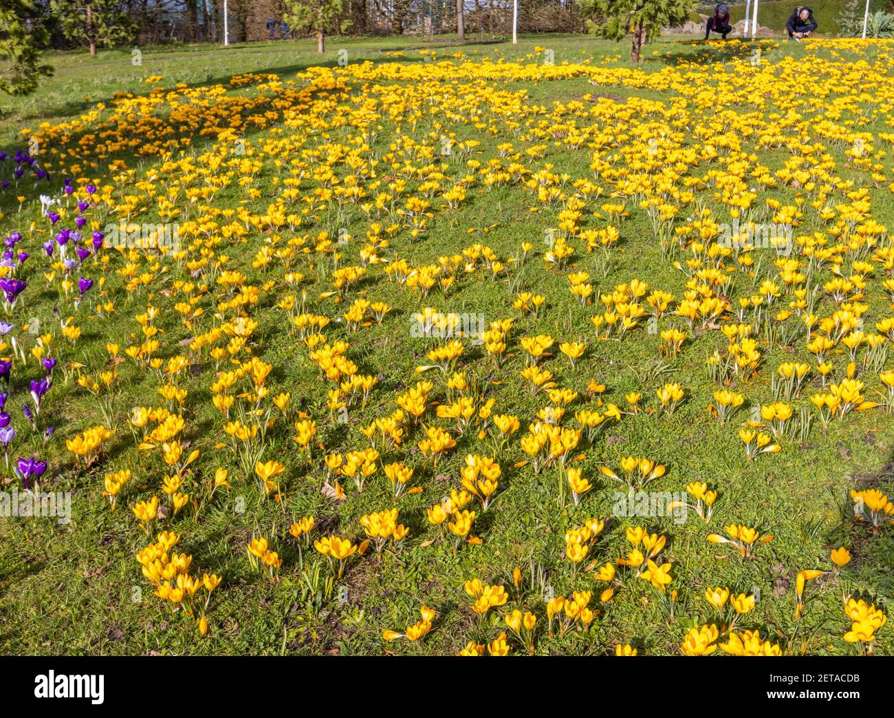 Gelbe Krokus x luteus 'Golden Yellow' Krokusse in Blüte en Masse an einem sonnigen Tag im RHS Garden, Wisley, Surrey, Südostengland im Winter Stockfoto