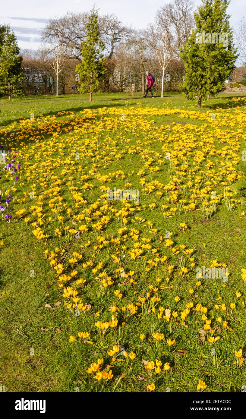 Gelbe Krokus x luteus 'Golden Yellow' Krokusse in Blüte en Masse an einem sonnigen Tag im RHS Garden, Wisley, Surrey, Südostengland im Winter Stockfoto