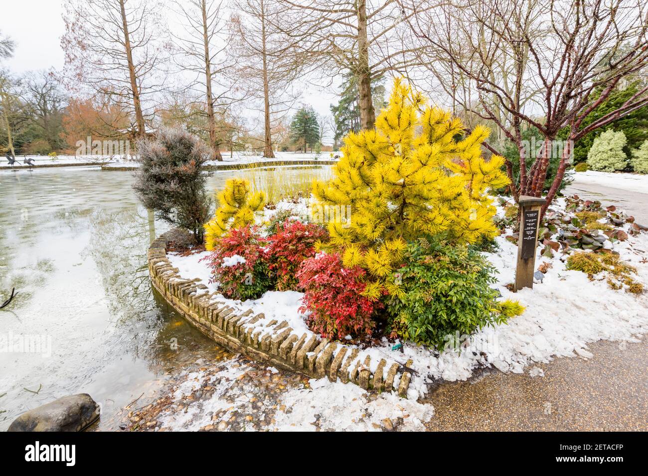 Roter Strauch Nandina domestica besessen ('Seika') und gelbe Nadelbaum Pinus contorta 'Chief Joseph' am See in RHS Garden, Wisley, im Winterschnee Stockfoto