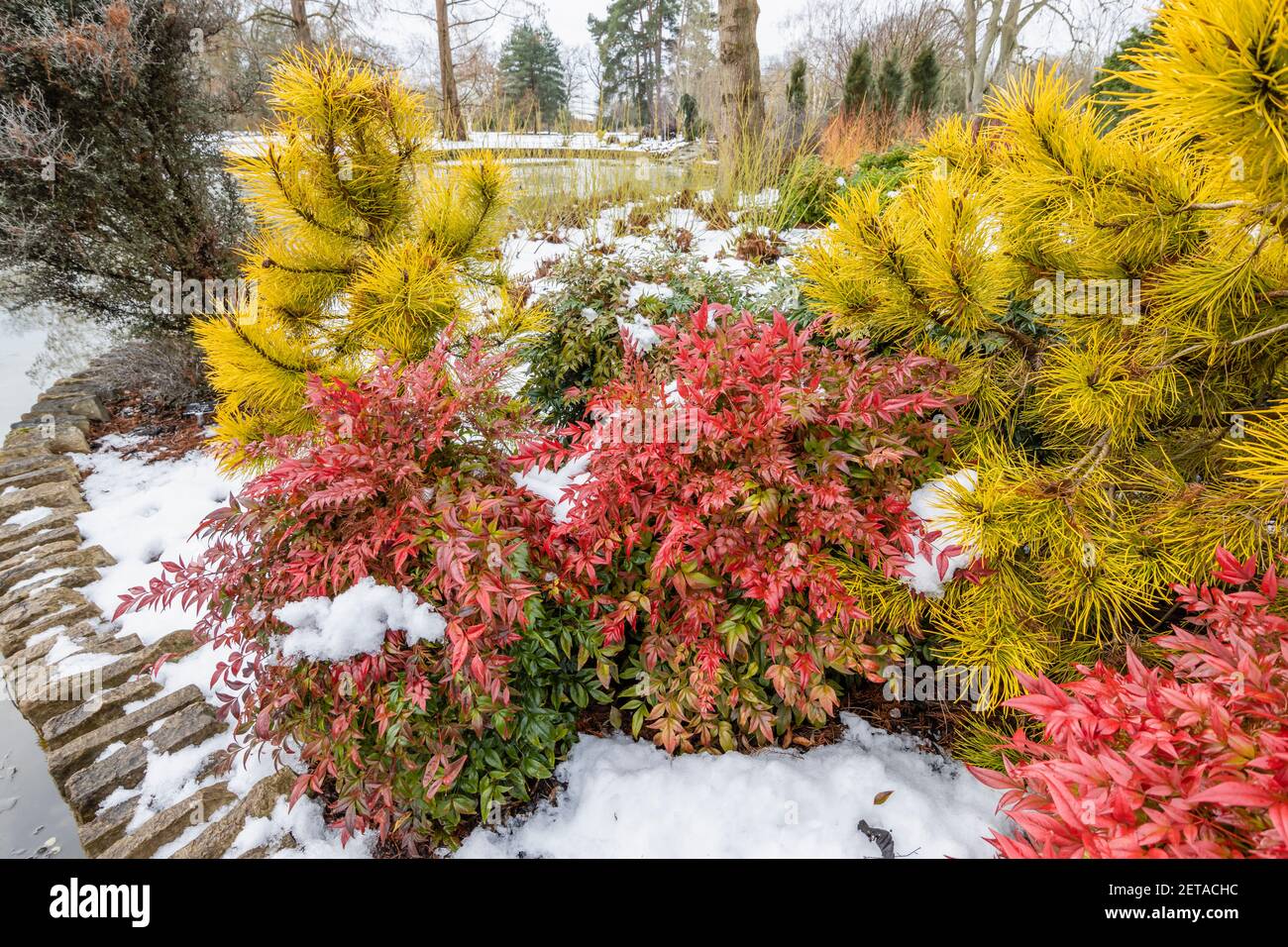 Roter Strauch Nandina domestica besessen ('Seika') und gelbe Nadelbaum Pinus contorta 'Chief Joseph' am See in RHS Garden, Wisley, im Winterschnee Stockfoto