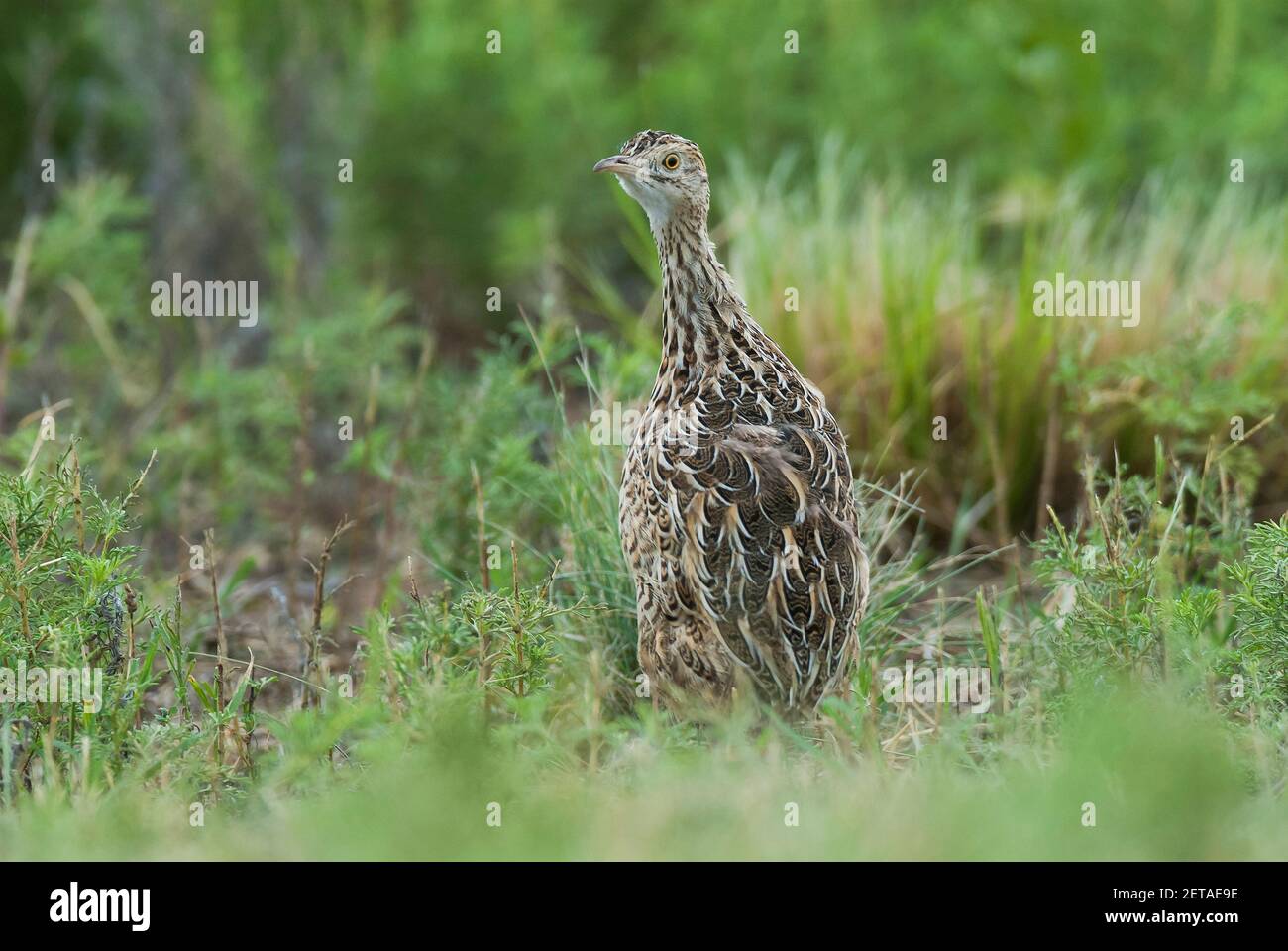 Entdeckt Nothura, nothura maculosa, in Pampas Gras Umgebung, La Pampa Provinz, Patagonien, Argentinien. Stockfoto