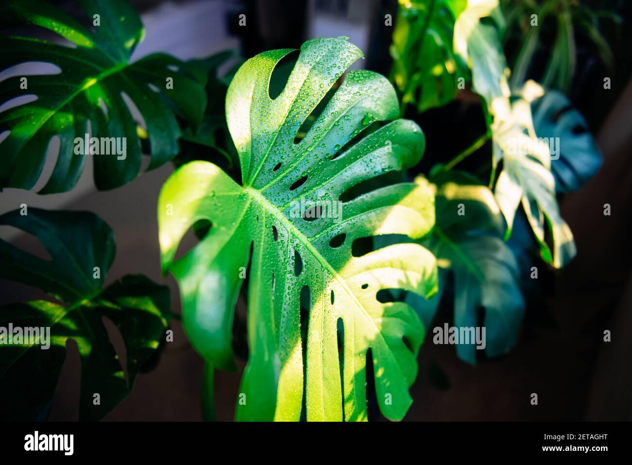 philodendron orange princess Philodendron Orange Princess 5” Exact Plant main image 0
