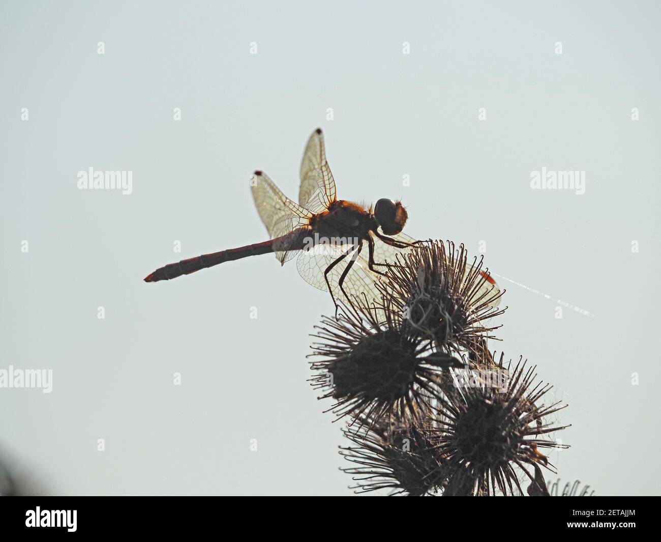 Männliche Zwerglibelle (Sympetrum striolatum) sonnen sich auf Bur of Lesser oder Wood Burdock (Arctium minus) -North Yorkshire, England, UK Stockfoto