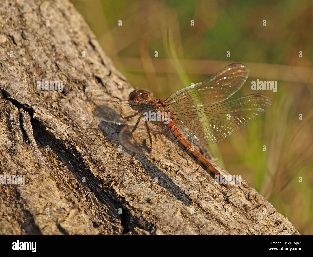 Weibliche Gemeine Darter Libelle (Sympetrum striolatum) sonnt sich in Sonnenschein auf Baumstamm Rinde in North Yorkshire, England, UK Stockfoto