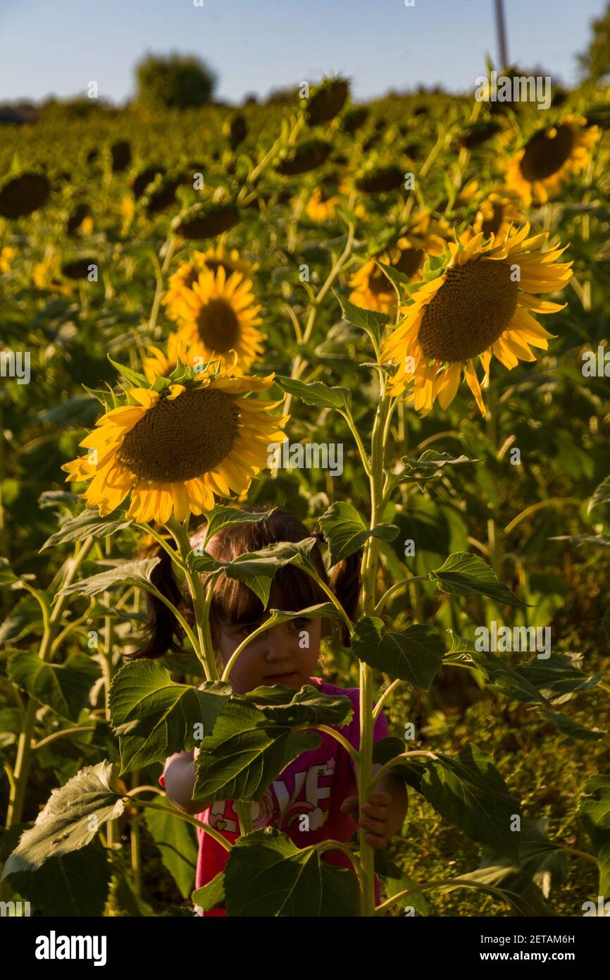 Ein niedliches Mädchen spielt in einem Sonnenblumenfeld versteckt Hinter ein paar Sonnenblumen Stockfoto