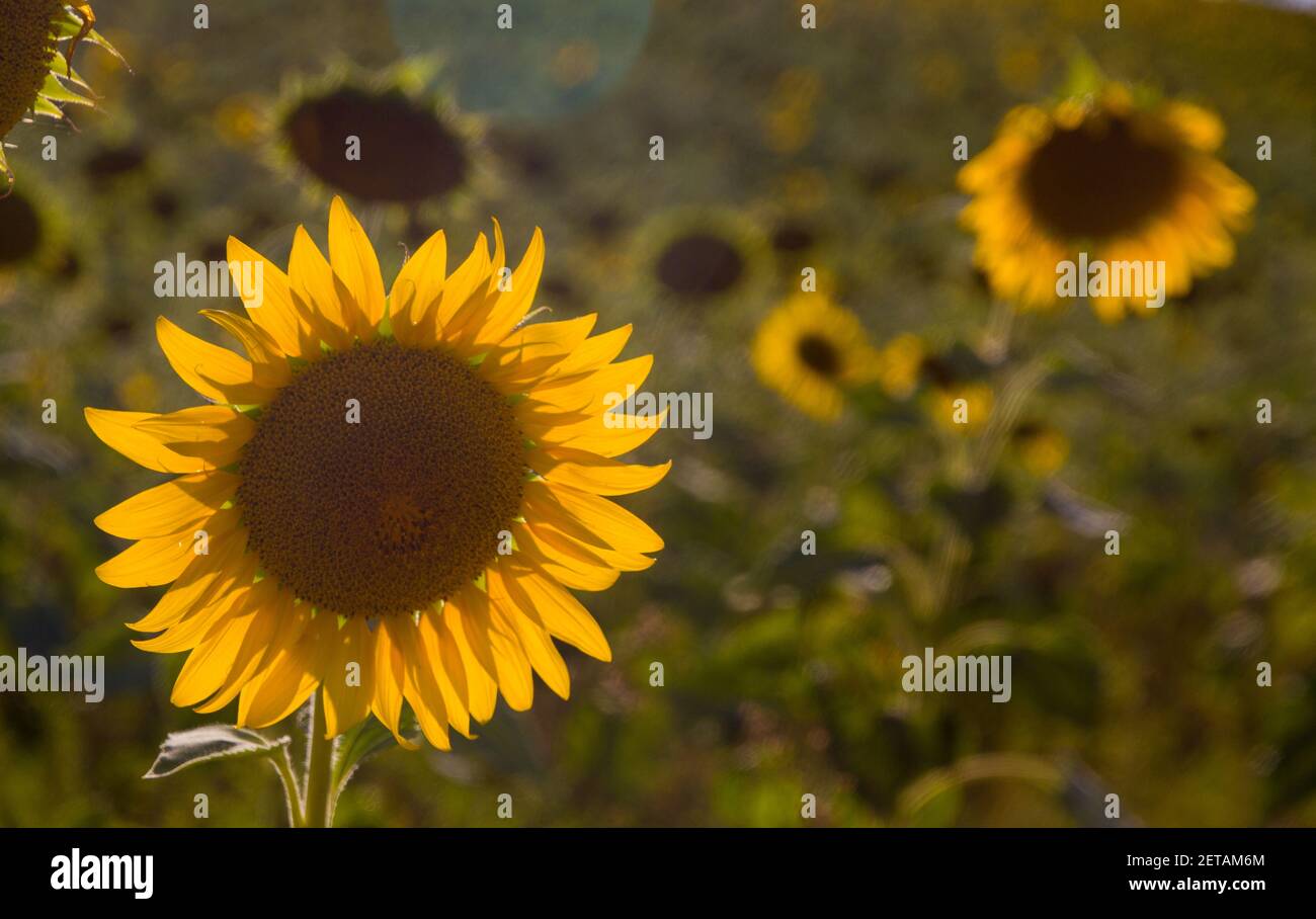 Nahaufnahme von Sonnenblumen in einem Feld im Sonnenuntergang Stockfoto