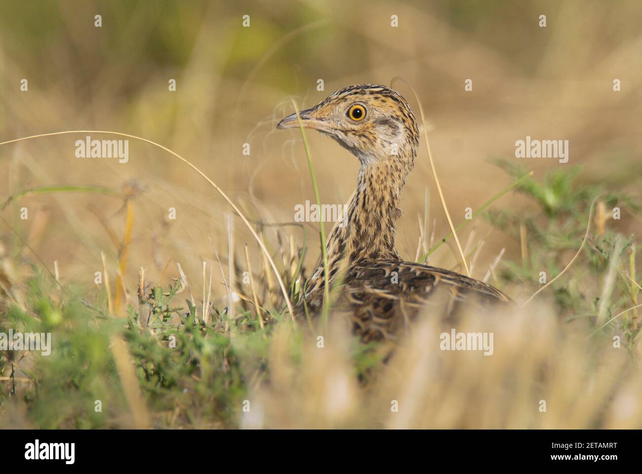 Entdeckt Nothura, nothura maculosa, in Pampas Gras Umgebung, La Pampa Provinz, Patagonien, Argentinien. Stockfoto