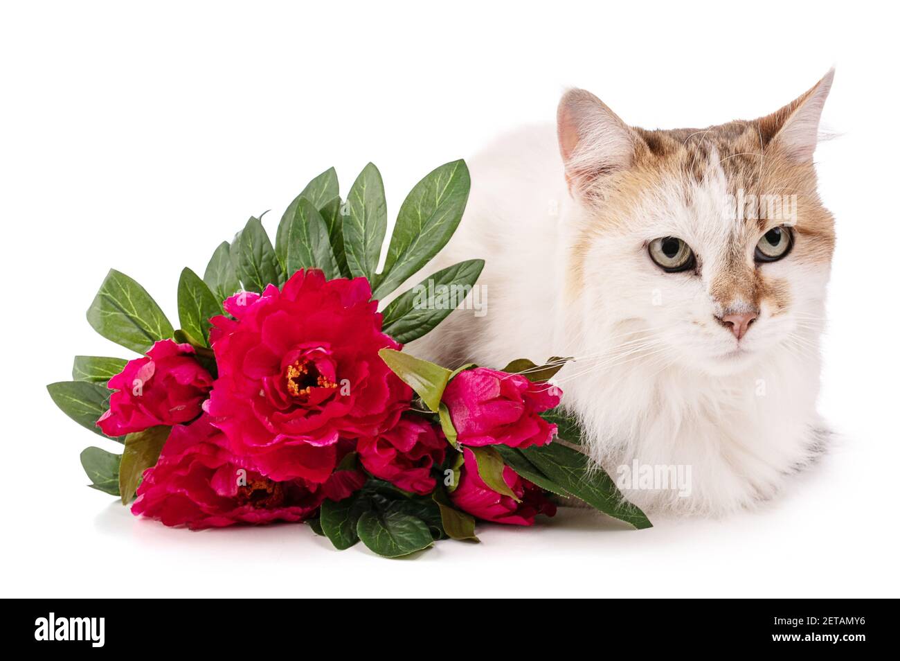 Porträt einer hübschen Katze mit roten Blumen auf einem Weißer Hintergrund Stockfoto