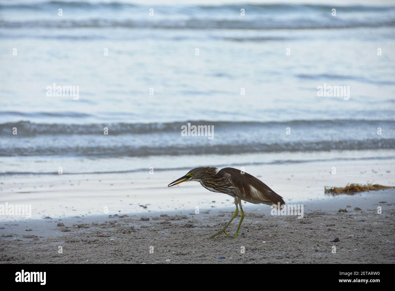 Nichtbrütende Erwachsene Chinesische Teichreiher im Wintergefieder am Strand in Hua hin, Thailand. Ardeola bacchus. Stockfoto