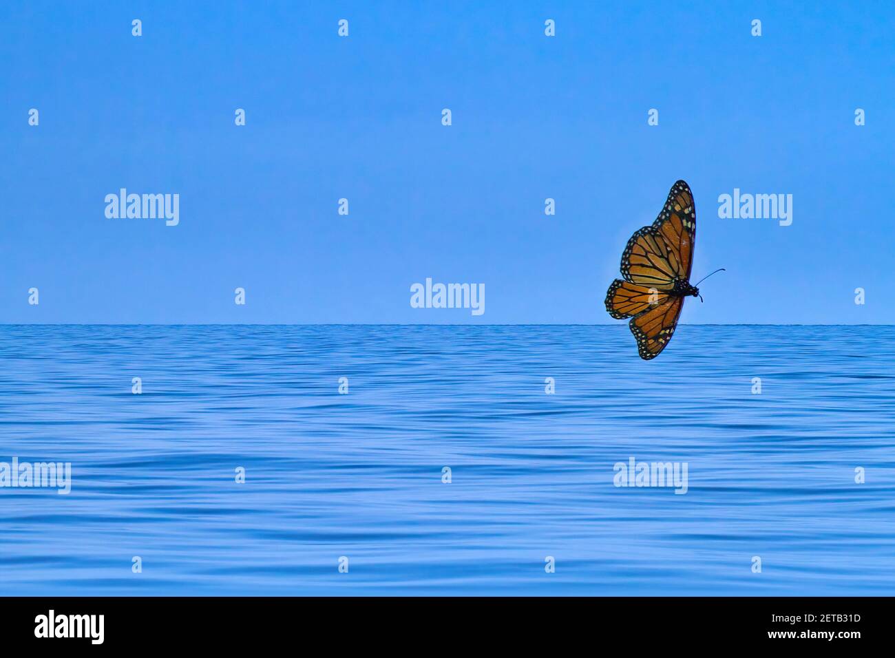 Strahlender, schöner Monarchschmetterling, der über dem strahlend blauen Ozean mit einem strahlend blauen Himmel fliegt. Stockfoto