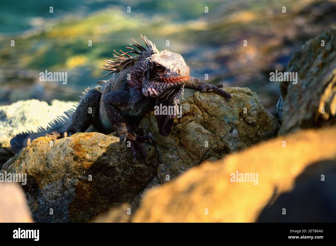 Iguana Aufwärmen auf den Shoreline Rocks of a Caribbean Insel Stockfoto