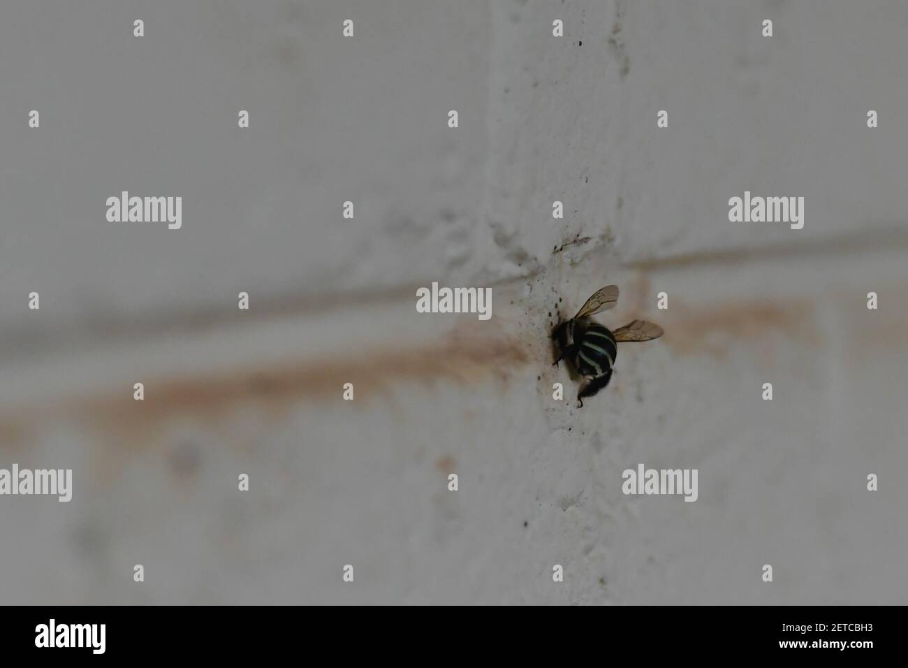 Einheimische Bienen sammeln sich in der Mauer, Tiwi-Inseln, Australien Stockfoto
