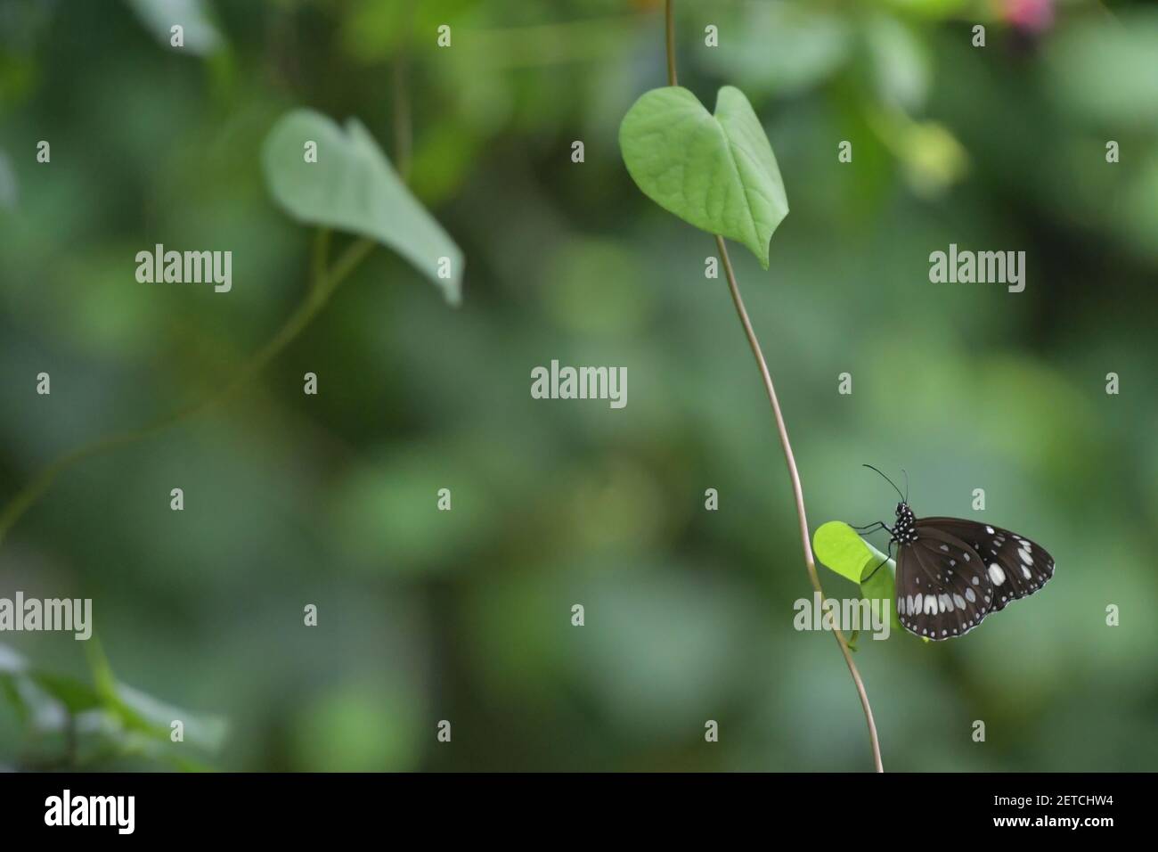 Wunderschöne Schmetterlinge (Lepidoptera) umgeben von üppiger tropischer Flora in der monsoonalen Regenzeit der Tiwi-Inseln, Australien. Stockfoto