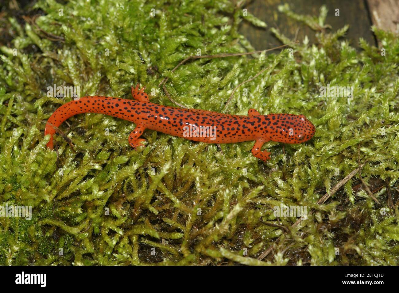 Ein Ganzkörperschuss auf einen amerikanischen roten Salamander, Pseudotriton Stockfoto