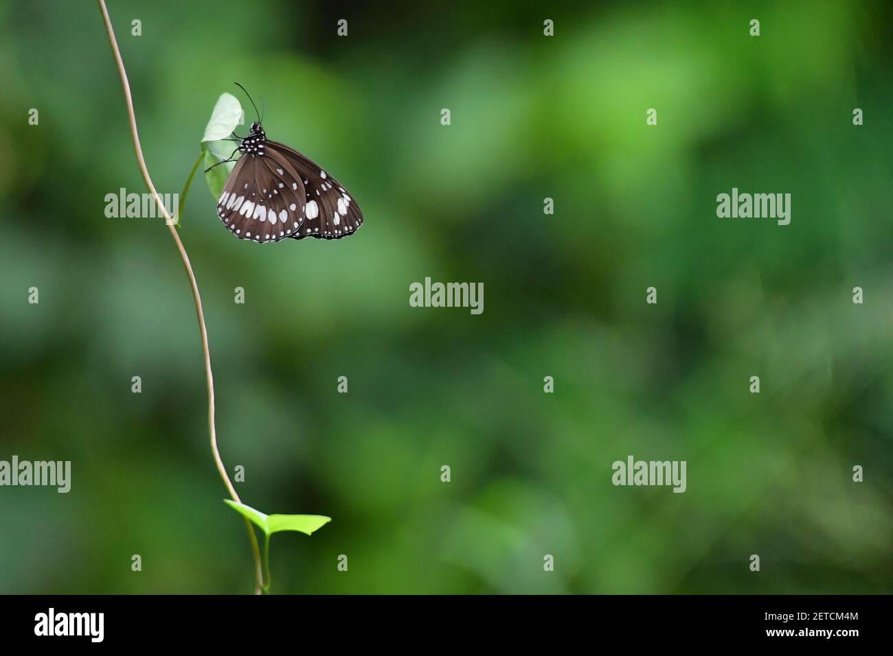 Wunderschöne Schmetterlinge (Lepidoptera) umgeben von üppiger tropischer Flora in der monsoonalen Regenzeit der Tiwi-Inseln, Australien. Stockfoto