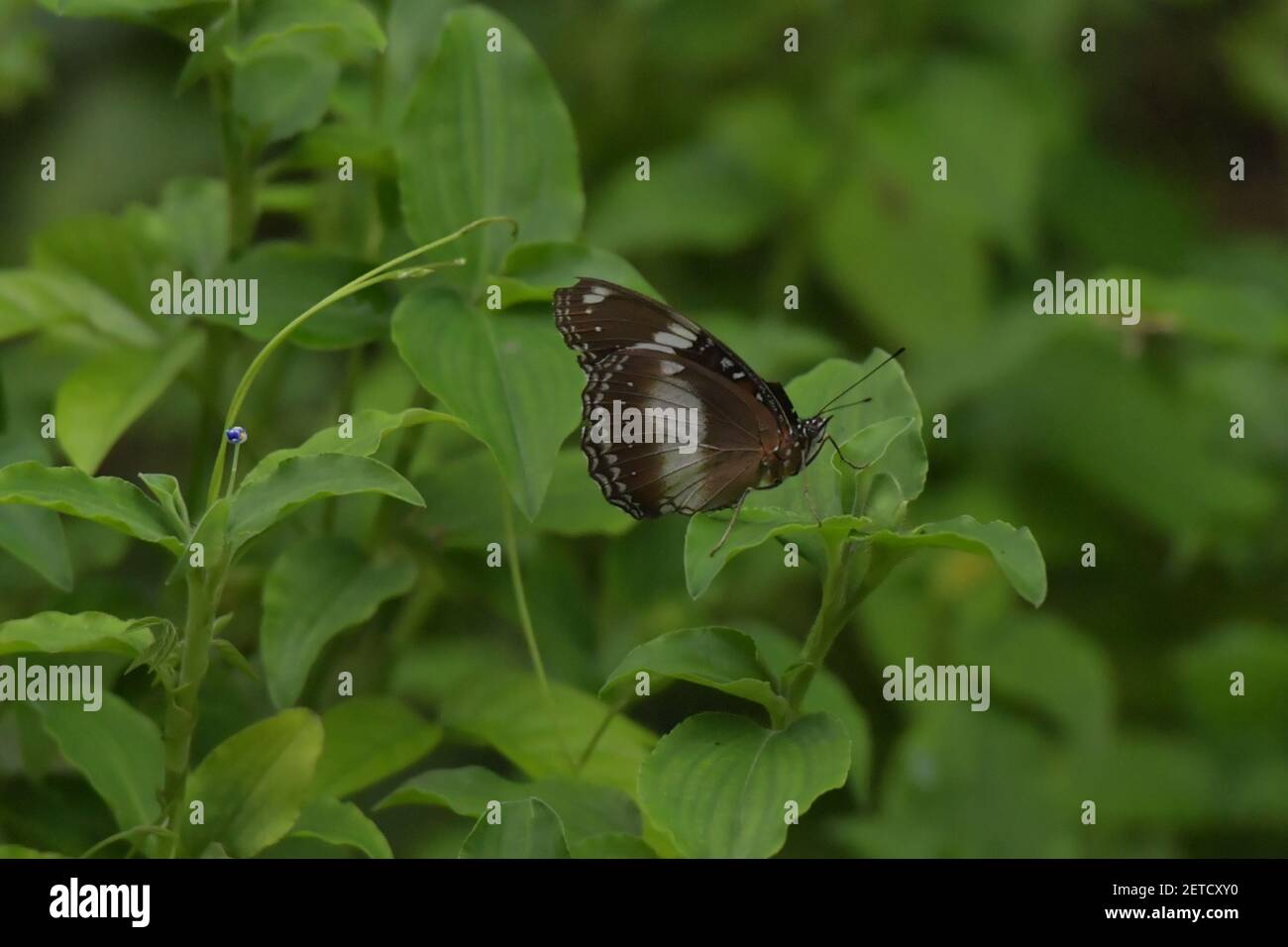 Schmetterling (Lepidoptera) umgeben von üppiger tropischer Flora in den monsoonalen Regenzeiten der Tiwi-Inseln, Australien. Stockfoto