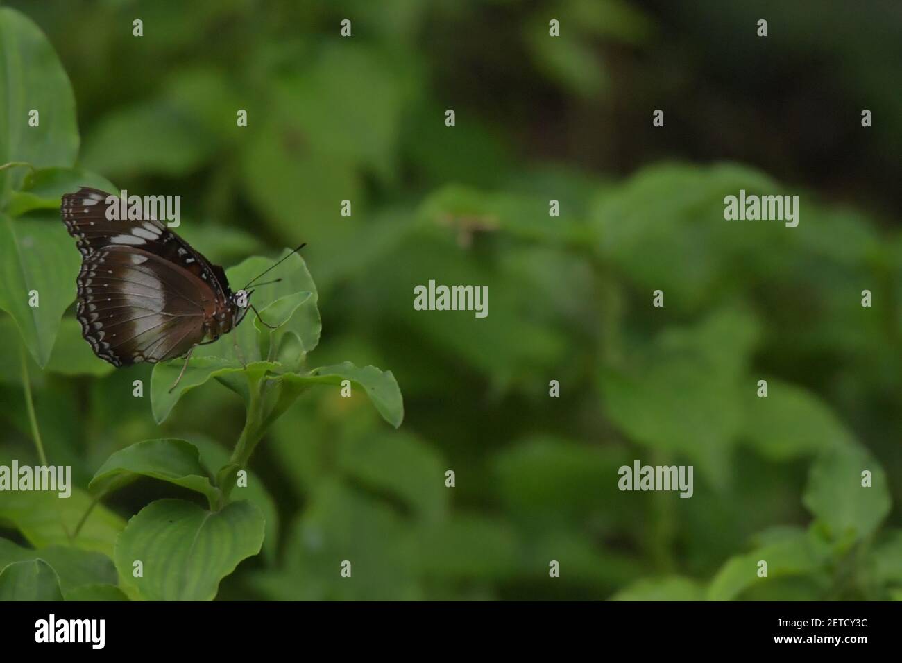 Schmetterling (Lepidoptera) umgeben von üppiger tropischer Flora in den monsoonalen Regenzeiten der Tiwi-Inseln, Australien. Stockfoto