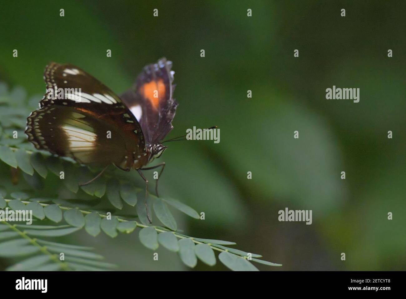 Schmetterling (Lepidoptera) umgeben von üppiger tropischer Flora in den monsoonalen Regenzeiten der Tiwi-Inseln, Australien. Stockfoto