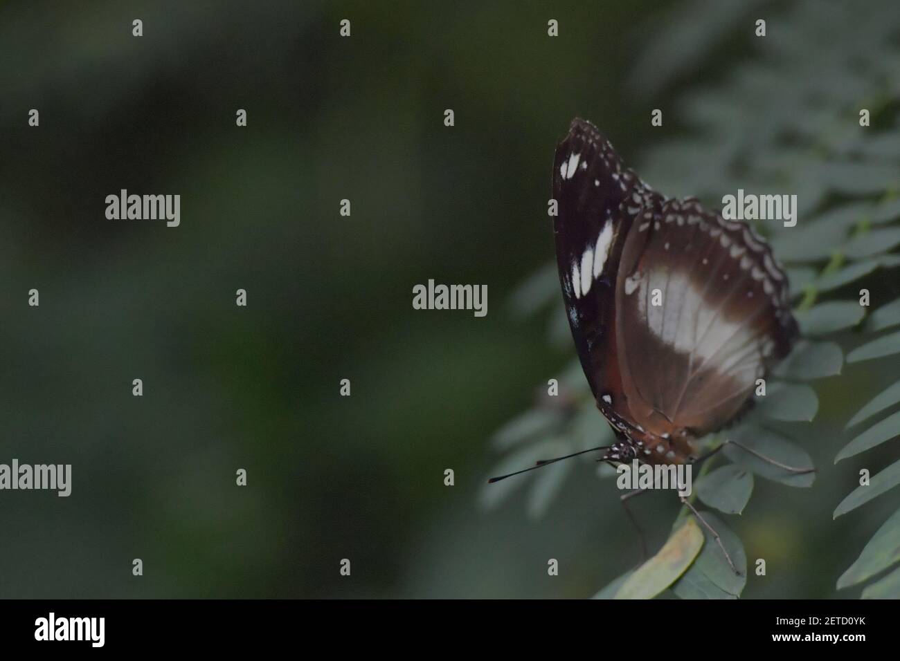 Schmetterling (Lepidoptera) umgeben von üppiger tropischer Flora in den monsoonalen Regenzeiten der Tiwi-Inseln, Australien. Stockfoto