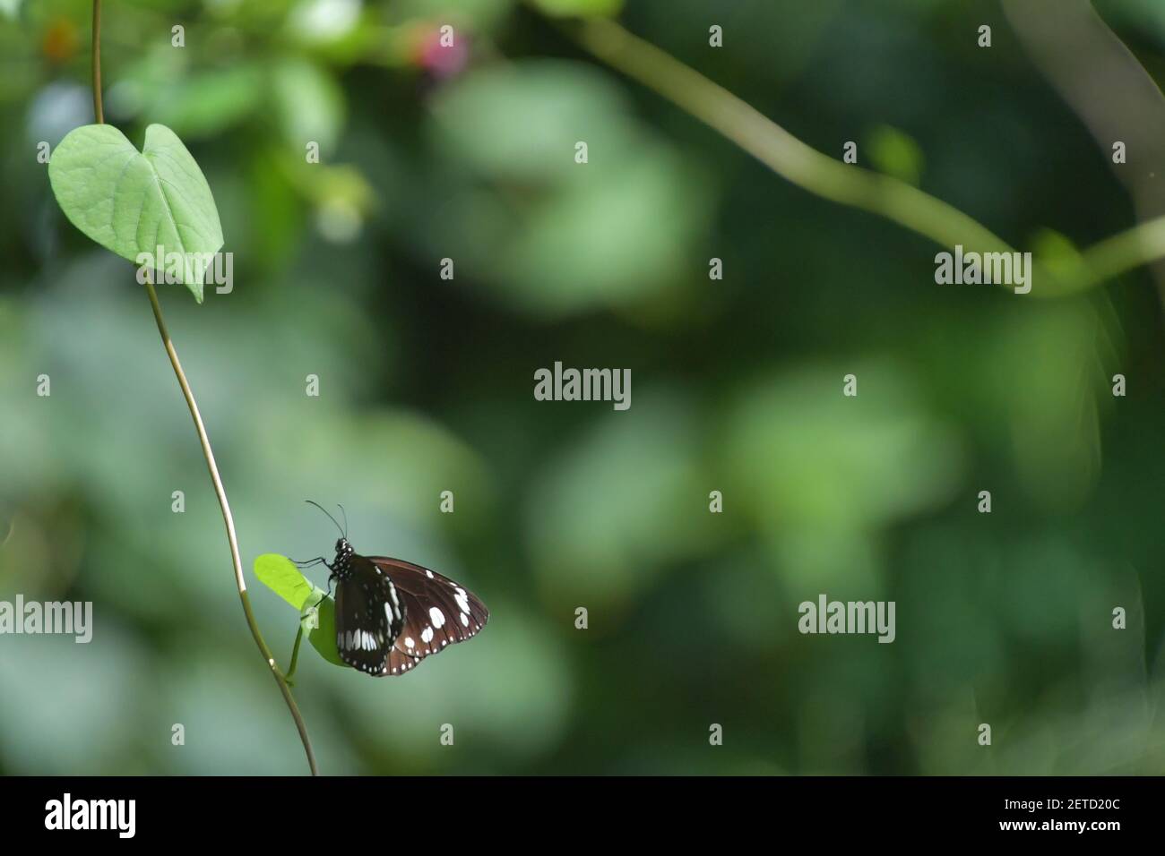 Wunderschöne Schmetterlinge (Lepidoptera) umgeben von üppiger tropischer Flora in der monsoonalen Regenzeit der Tiwi-Inseln, Australien. Stockfoto