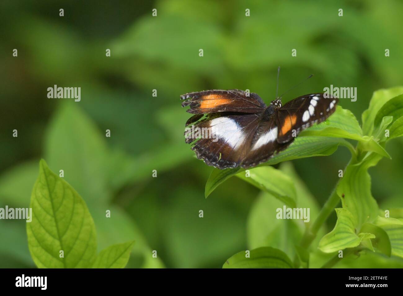 Schmetterling (Lepidoptera) umgeben von üppiger tropischer Flora in den monsoonalen Regenzeiten der Tiwi-Inseln, Australien. Stockfoto