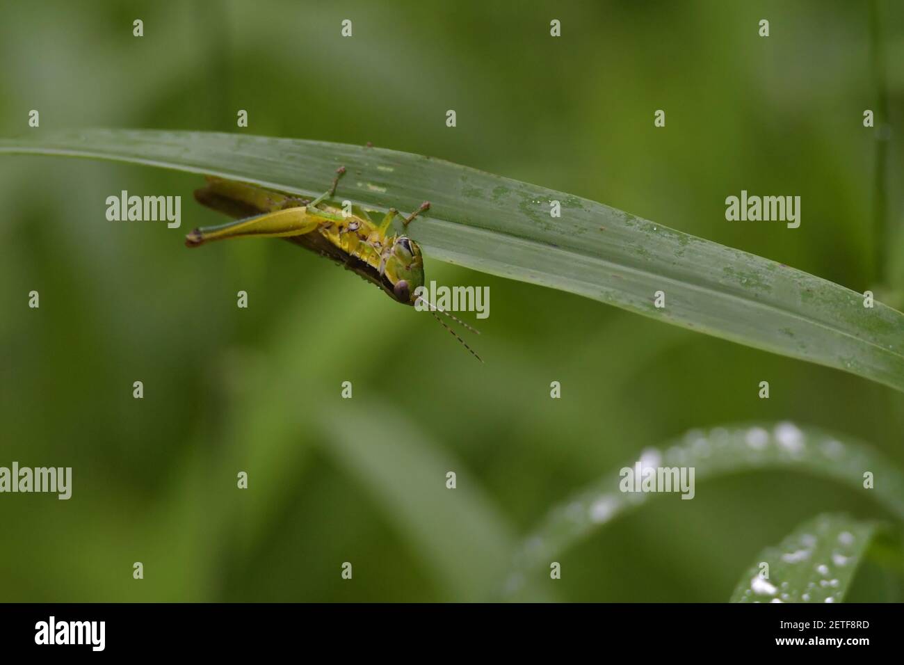 Grasshopper (Acrididae) inmitten von Grashalmen in der üppigen tropischen Umgebung der monsoonalen Regenzeit der Tiwi-Inseln, Australien. Stockfoto