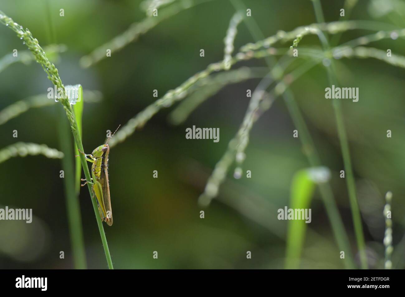Grasshopper (Acrididae) inmitten von Grashalmen in der üppigen tropischen Umgebung der monsoonalen Regenzeit der Tiwi-Inseln, Australien. Stockfoto