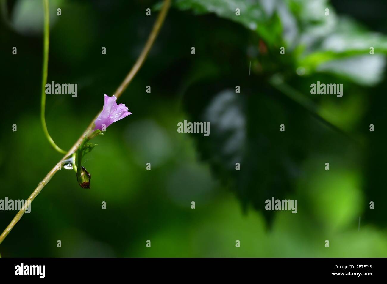 Tropische Flora blüht während der monsoonalen Regenzeit der Tiwi-Inseln, Australien. Stockfoto