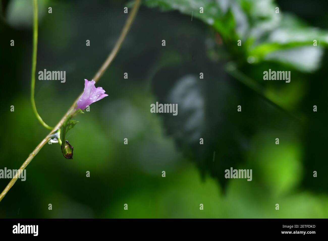 Tropische Flora blüht während der monsoonalen Regenzeit der Tiwi-Inseln, Australien. Stockfoto