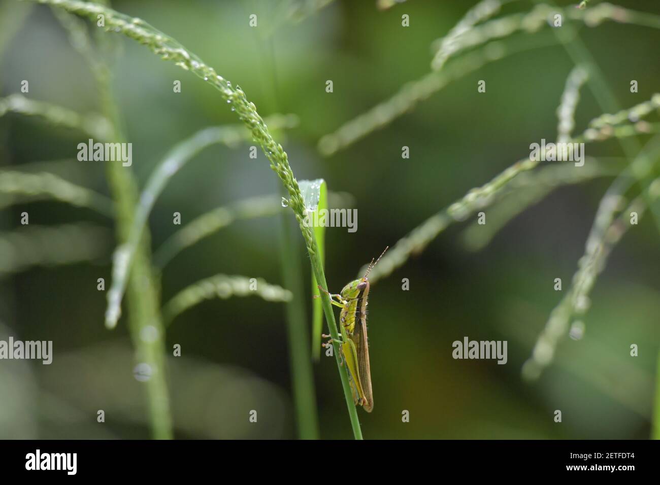 Grasshopper (Acrididae) inmitten von Grashalmen in der üppigen tropischen Umgebung der monsoonalen Regenzeit der Tiwi-Inseln, Australien. Stockfoto