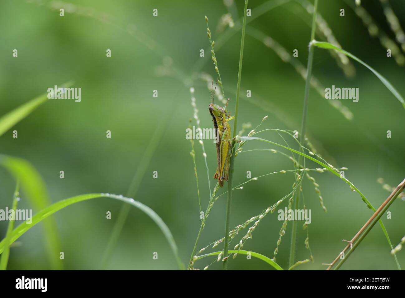 Grasshopper (Acrididae) inmitten von Grashalmen in der üppigen tropischen Umgebung der monsoonalen Regenzeit der Tiwi-Inseln, Australien. Stockfoto