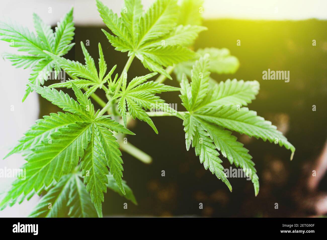 Legalisierung von Cannabis. Cannabisblätter mit der Aufschrift legalisiert. Stockfoto